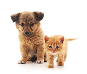 Obraz premium Puppy and kitten.