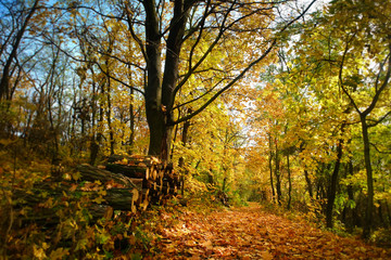 Naklejka premium autumn forrest