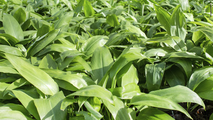 Green carpet in the forest background