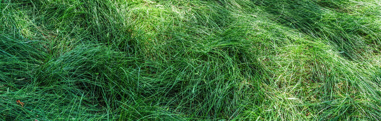 Tall Grass (Banner)