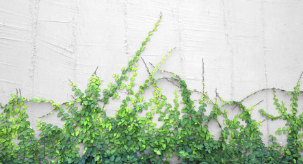 The Green Creeper Plant on the Wall