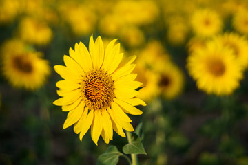 One among many/Sunflower flower with defocused background