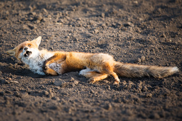 Fototapeta premium Wounded red fox