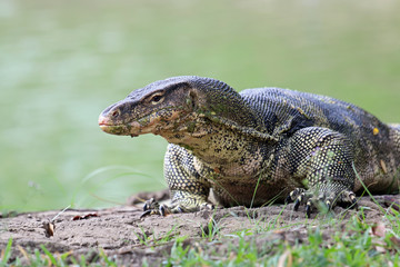 Waran  © Maciej Szaluś