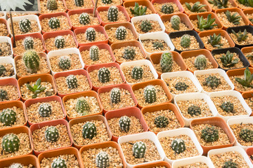 cactus in pot