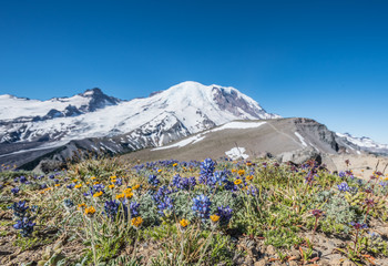 Fototapeta premium Lupine and Wildflowers in Front of Rainier
