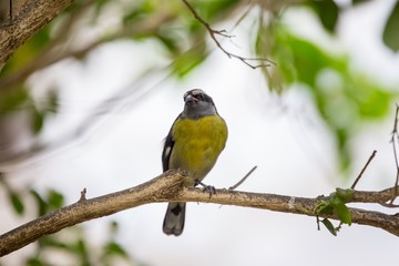 Bananaquit (Coereba flaveola)