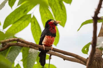 Bearded Barbet (Lybius dubius)