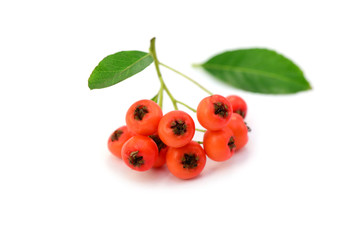 Sanddorn Beeren