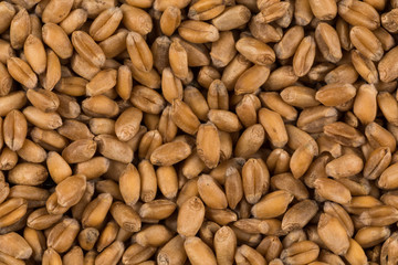 whole background of wheat grain