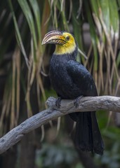 Sulawesi hornbill (Rhabdotorrhinus exarhatus)