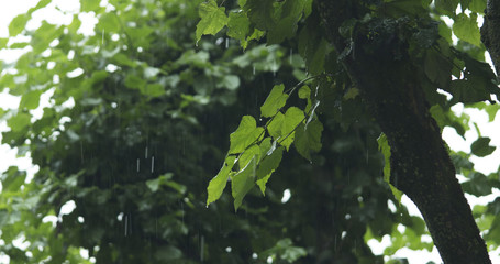 Obraz na płótnie Canvas linden tree under rain closeup