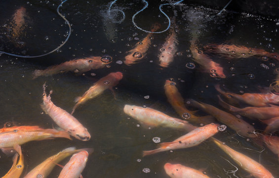 Red ruby fish in the farm