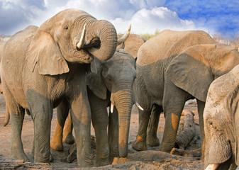 Elephants drinking at a waterhole with the main elephant having its trunk in his mouth - Hwange ,  Zimbabwe