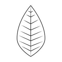 leaf icon over white background vector illustration