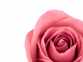 Close-up image of beautiful pink rose flower with copy space. Valentine day, love and wedding concept. Selective and soft focus.