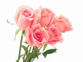 Isolate image of beautiful pink rose flower bouquet on white background. Valentine day, love and wedding concept.