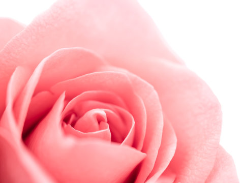 Close-up image of beautiful pink rose flower isolate on white background. Valentine day, love and wedding concept. Selective and soft focus.