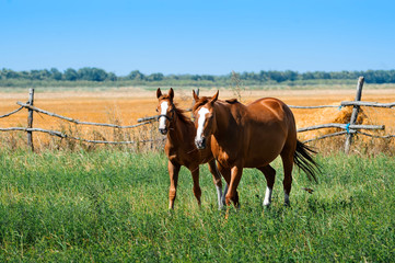 A mare with a foal in a meadow. Horses graze on pasture. Farm animals. Summertime