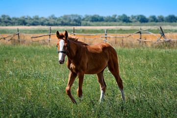 Red foal in a meadow. Horse graze on pasture. Farm animal. Summertime