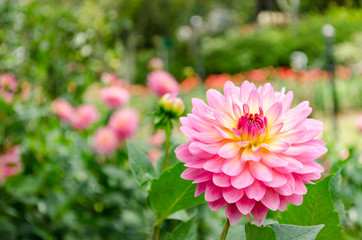 Close up The Beautiful Pink Chrysanthemum flowers by Taken at Doi Inthanon National Park, Chiang Mai, Thailand.
