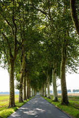 Fototapeta na wymiar Small narrow and straight tree lined road in the french countryside.
