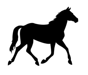 Pferd (Freisteller)