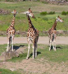 Giraffe