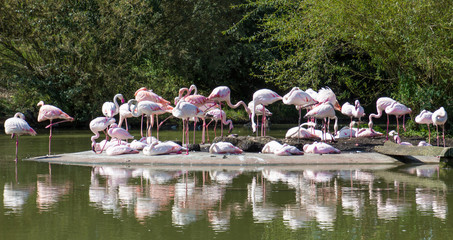 Flamingos