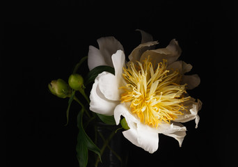Obraz premium peony on the black background