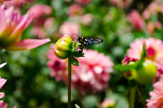 Close up The Beautiful Pink Chrysanthemum flowers by Taken at Doi Inthanon National Park, Chiang Mai, Thailand.