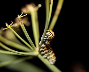 Raupe eines Schwalbenschwanz, Schmetterling 
