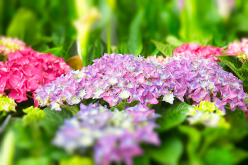 Beautiful hydrangea in the garden