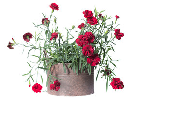 House Plant potted plant isolated on white