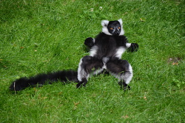 Relaxing Lemur