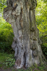 Obraz premium Old gnarled Linden Tree