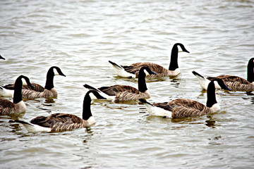 Gansos en Bergen op zoom (Holanda)