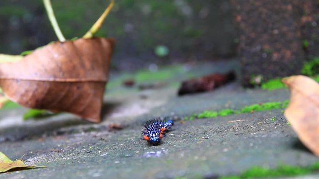 caterpillar worm striped  Walking on flooring Looking for food. VDO 4K
