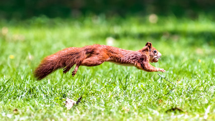 Ein Eichhörnchen im Sprung