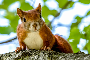 Ein Eichhörnchen auf einem Baum