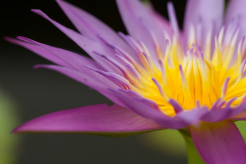 close up lotus