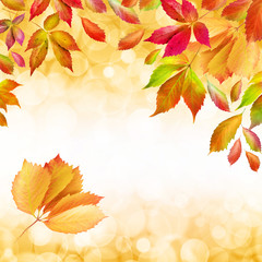 Naklejka na ściany i meble Autumn - Fall - Leaves - Background
