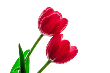 couple of amazing red tulips, white background. closeup, studio shot