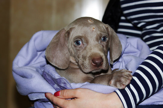 a weimaraner puppy with blue eyes. dermatological problems of allergic nature. epidermal cutaneous suppuration due to pyoderma of purulent inflammation as a secondary lesion. Staphylococcus