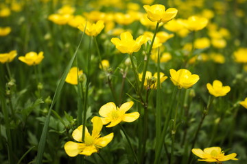 Hahnenfuß/Butterblume