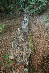 Anche se a terra raccontano la loro storia... 2