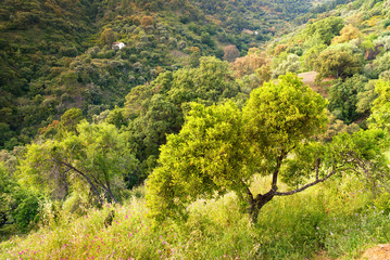 Valle frondoso
