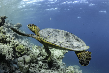 sea turtle