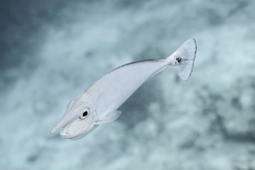 unicorn fish