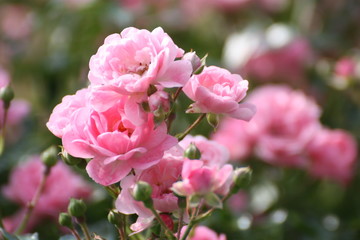fairy-rose